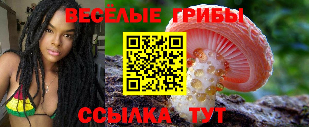 Псилоцибиновые грибы Psilocybine cubensis Мурино
